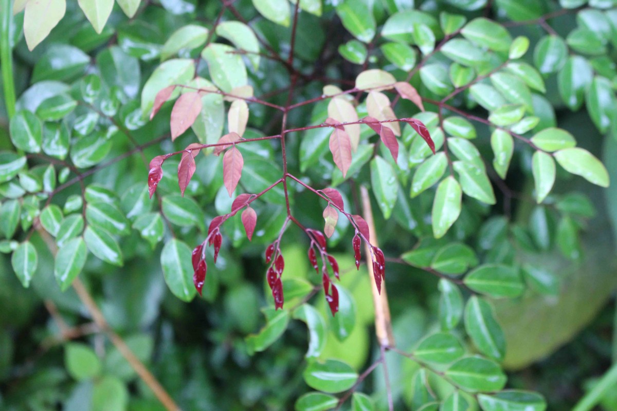 Adenanthera aglaosperma Alston